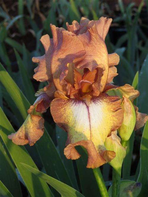 Iris Plants: 'CHESTNUT BEAUTY'  Blend of brown on yellow plicata. Fluted brown rim and white signal