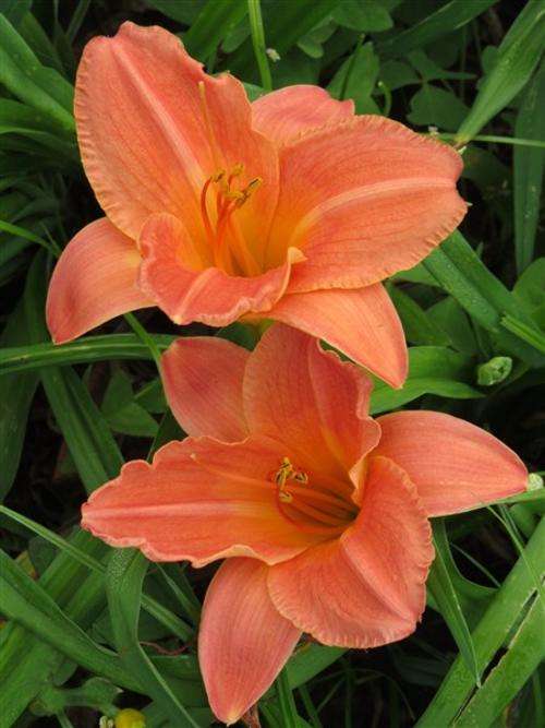 Daylily Plants: 'PEACH MELBA' - Lovely, big, broadleaved peach coloured flowers