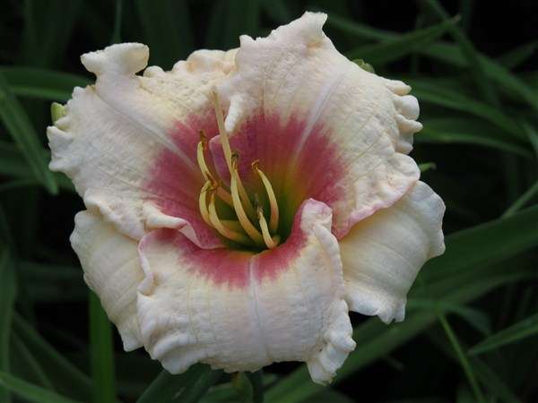 Daylily Plants: 'SWEET SENSATION' - Medium sized & height, soft pink, blushing cherry pink eye zone
