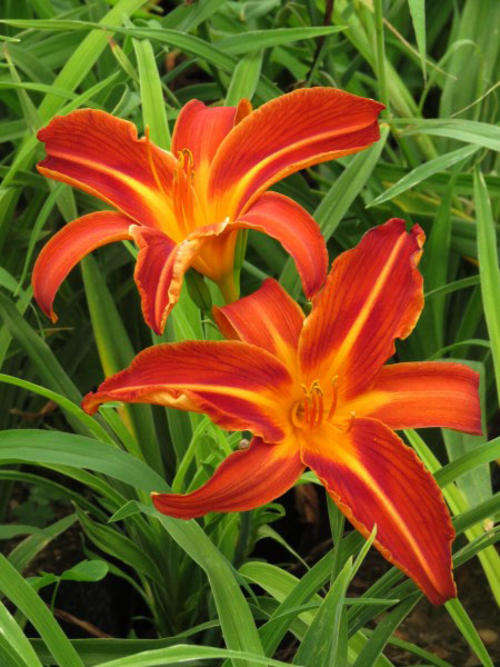 Daylily Plants: 'KING KONG' - **Fiery, red flowers** - **PROLIFIC!**