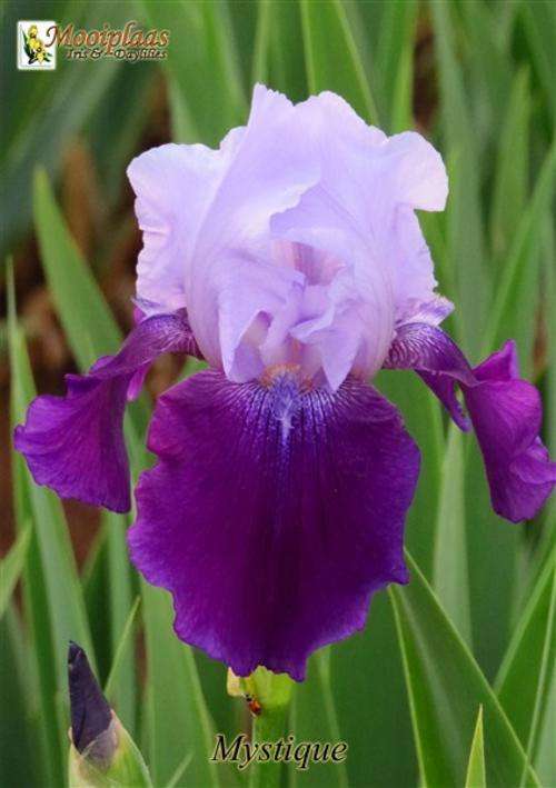 Iris Plants: 'MYSTIQUE' -Blue-purple bi tone - Early to late season bloomer!