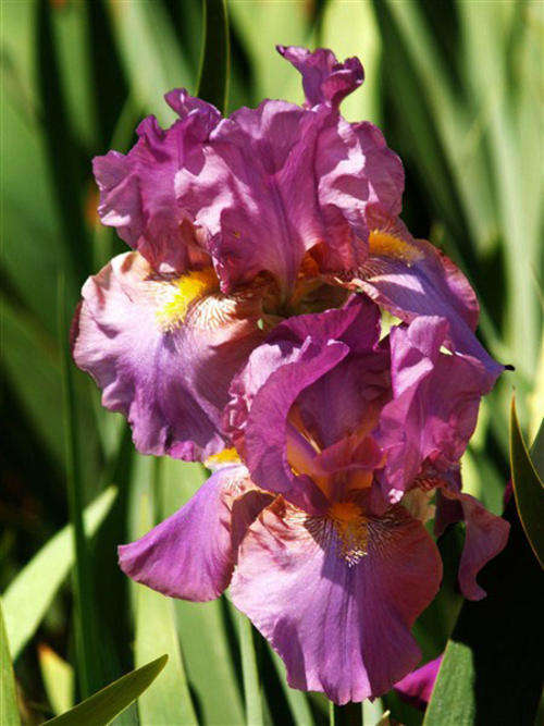 IRIS PLANTS - Variety: 'PLUM FAIRY' - Rose pink standards & falls, contrasting tangerine beard