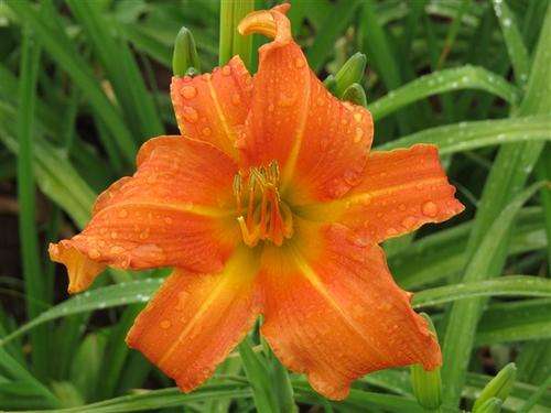 Daylily Plants:   'GLOWING EMBERS' - Bright orange daylilies. Brighten up you're garden! *PROLIFIC!*
