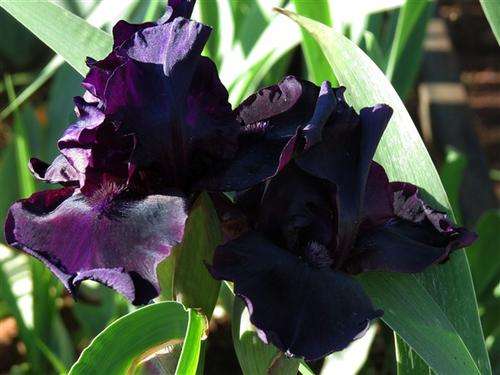 Iris Plants: BEFORE THE STORM - One of the darkest of the dark bearded irises. LIMITED AVAILABILITY!