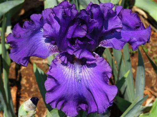 Iris Plants: 'TEMPTONE' - Extremely ruffled & flared, deep royal purple self - HUGE flowers!