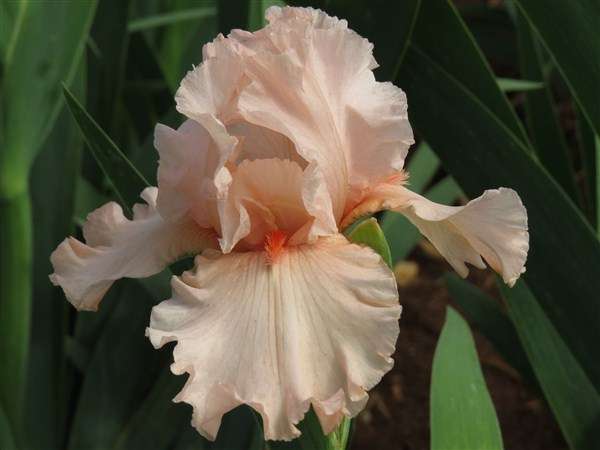 Iris Plants: Variety:  'GOODBYE GIRL' - Refreshing flamingo pink **VERY LIMITED!**