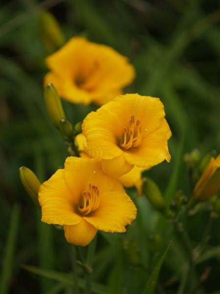 Daylily Plants: *Miniature variety!*  'Little Pumpkin' - Petite golden yellow - Ideal for borders!