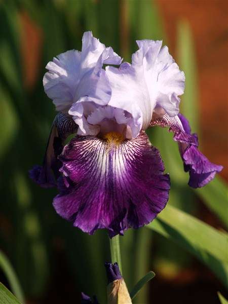 Iris Plants: 'TOTAL OBSESSION' - ***BREATHTAKING colour for your SPRING GARDEN!!***