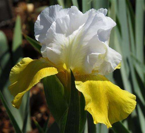 Iris Plants: 'ALPINE JOURNEY' - Snow white standards with golden yellow falls and beard