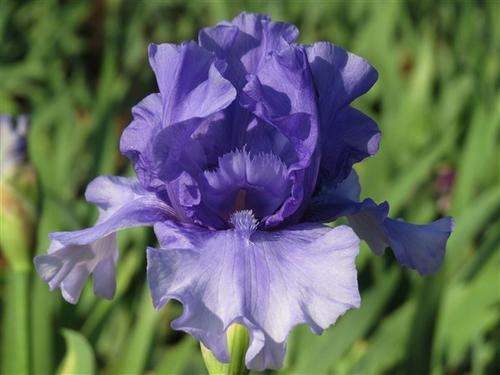 Iris Plants: Variety: TOKATEE FALLS - Blue violet, washed white ~~Highly ruffled!~~