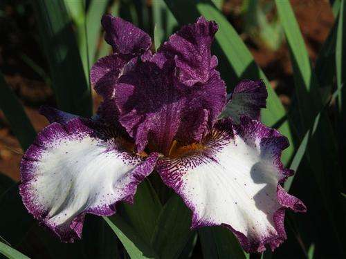Iris Plants: JUMPING  Violet-carmine with ivory white falls