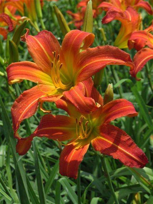 Daylily Plants: MINEOLA - Brilliant orange / red, glowing yellow throat