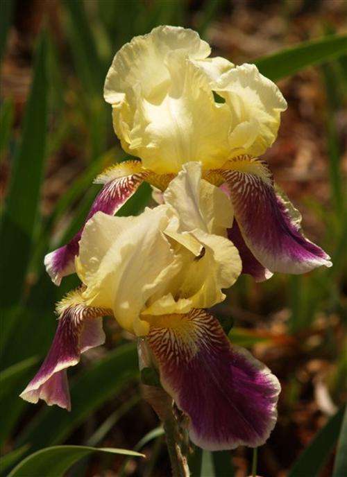 Iris Plants:  'RAFY' - Dainty soft yellow standards on purple falls