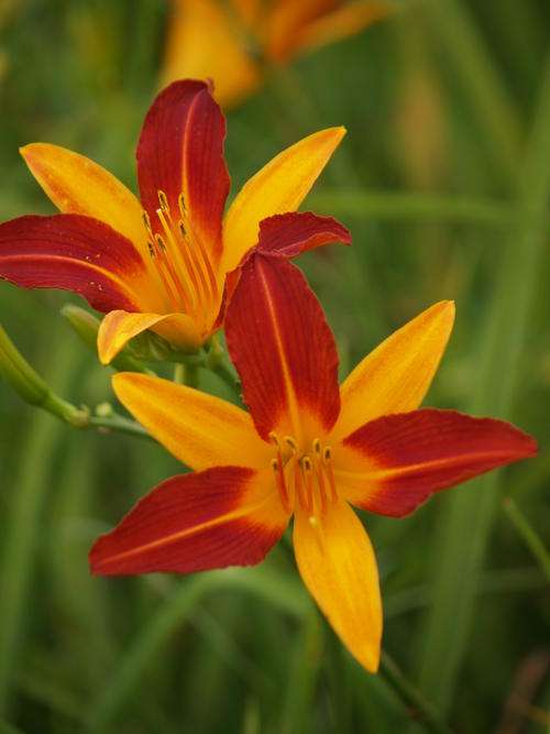 Daylily Plants: **COLOUR for SUMMER!! ** -  'FRANS HALS' Striking rebloomer! Fast growing!