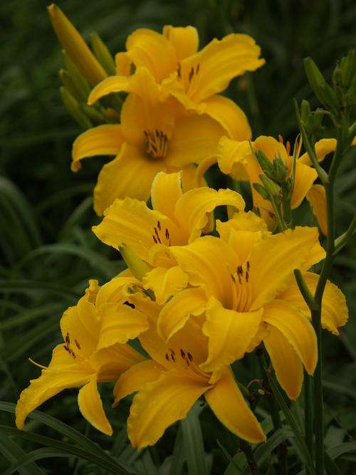 Daylily Plants: " Gold Cup" - Large Golden Yellow Blooms