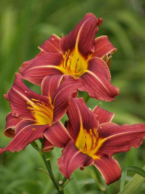 Daylily Plants: 'FROSTED RAISIN' -  Maroon, reblooming! Popular colour!