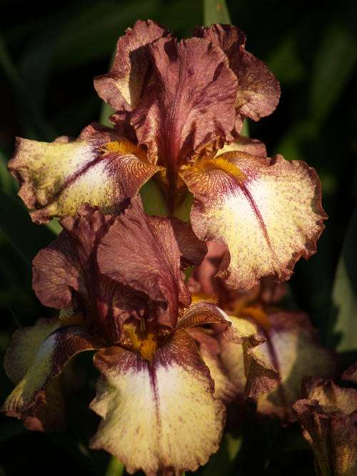 Iris Plants: 'BURGUNDY BROWN' - **Stunning colour combo!**  Strong rebloomer!