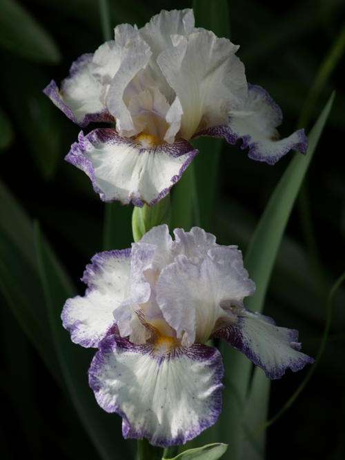 Iris Plants: 'CREATIVE STITCHING' - Pure White with lilac blue edging, strong rebloomer