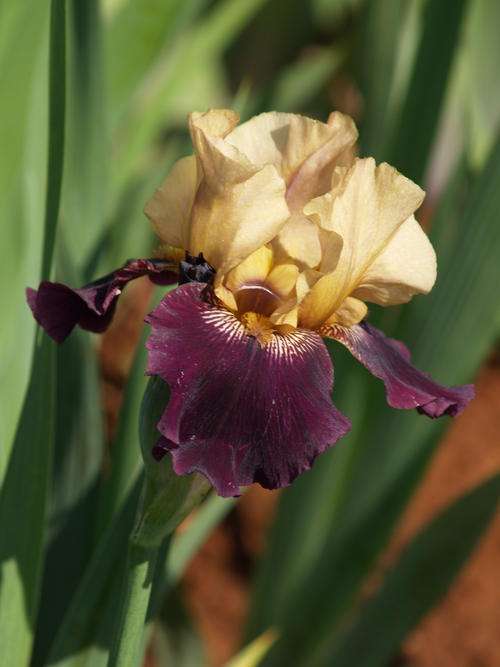 Iris Plants: VIGILANTE - FOR THE CONNOISSEUR! -  Buff & deep velvet purple