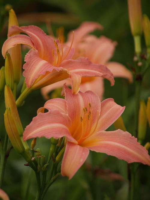 Daylily Plants: "Strawberry Shake" - Soft adorable baby pink