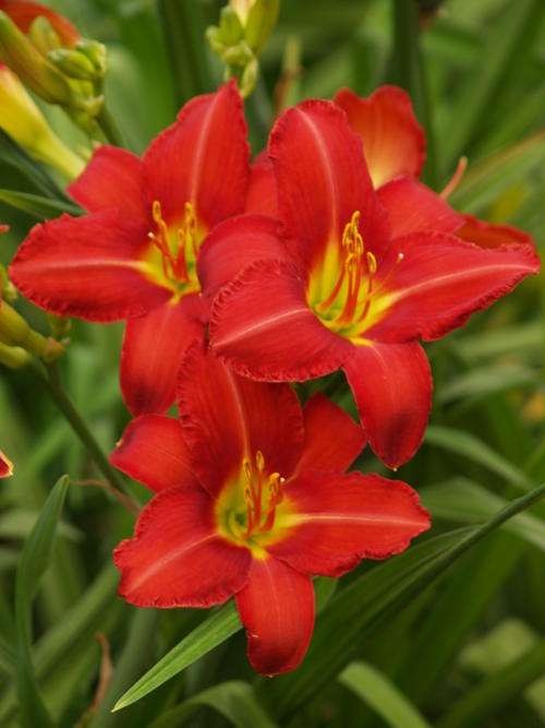 Daylily Plants: CHICAGO CARDINAL - Glorious BIG red flowers!