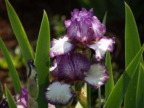 Iris Plants: 'CRACKEN' - Royal Purple plicata (early and strong rebloomer)