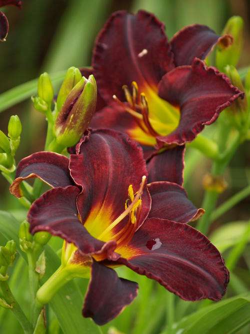 Daylily Plants: 'MIDNIGHT MAGIC' near black, velvety flowers, yellow throat. LIMITED!