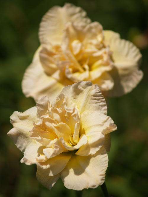 Daylily Plants: 'JEAN SWANN' - FOR THE SERIOUS COLLECTOR! Rich Cream, double layered. **LIMITED**