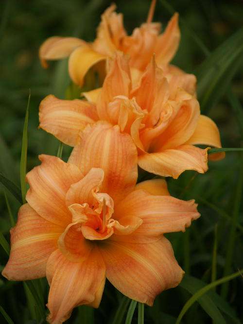 Daylily Plants: PICK OF THE DAY - 1 ONLY!!!  'RUTH SPOFFARD'