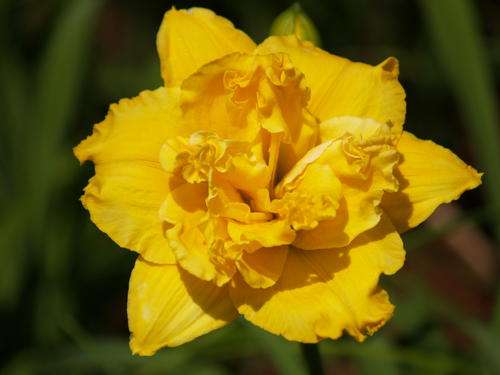 Daylily Plants: "BETTY WOODS" - Brilliant YELLOW Double