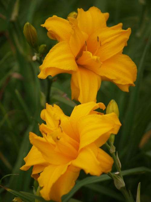 Daylily Plants: ROBBIE BUSH - STUNNER! **DOUBLE LAYERED** golden sunshine yellow blooms!
