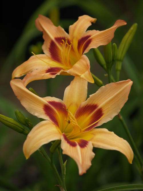 Daylily - 'Quincy' - pink starshaped beauty with burgundy eyezone