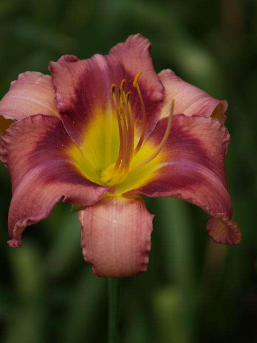 Daylily - MPL 111, NELSON - Elegant, tall mauve with darker eyezone