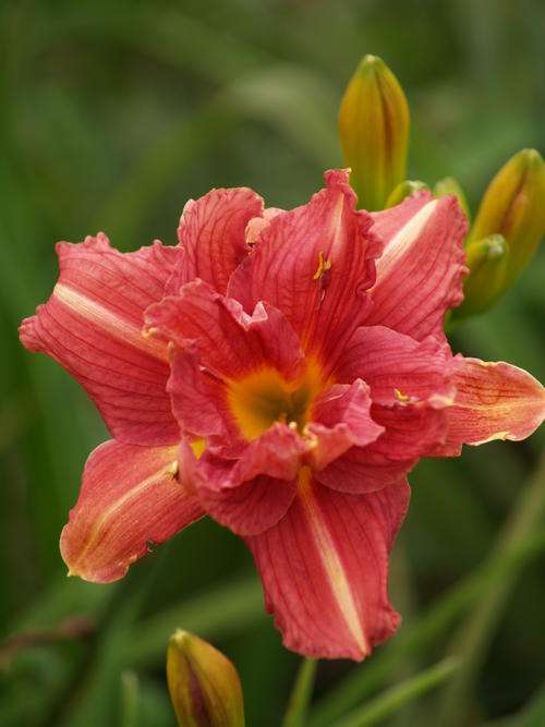 Daylily Plants: 'Double Mulberry Rose' - double layered dark pink petals