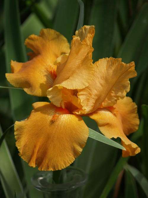 Iris Plants: SPANISH GIFT - Rich, burnt orange