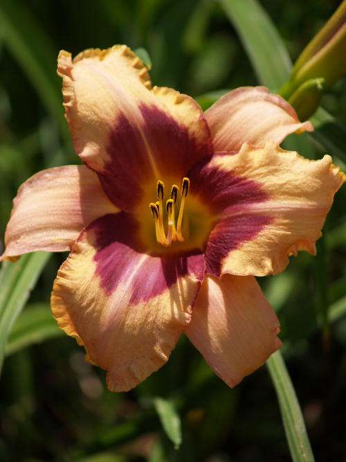 Daylily Plants: 'MASK BALL' - dusky pink with prominent burgundy eyezone (limited!) 1st time on BoB
