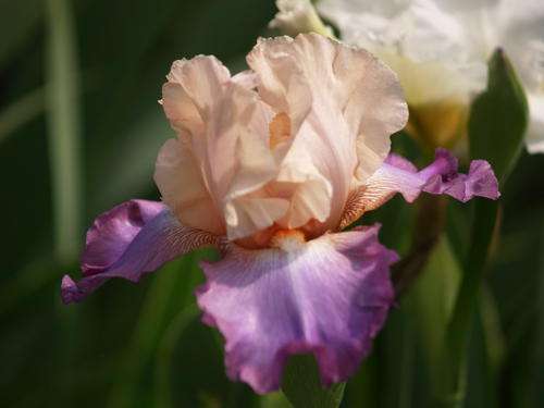 Iris Plants: HEATHER BLUSH - soft pink standards, lavender falls. BEAUT!  (rebloomer)
