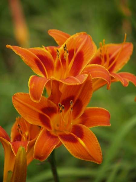 Daylily Plants: " BURNT EYE" - Bright Orange flowers with distinct red eyezone