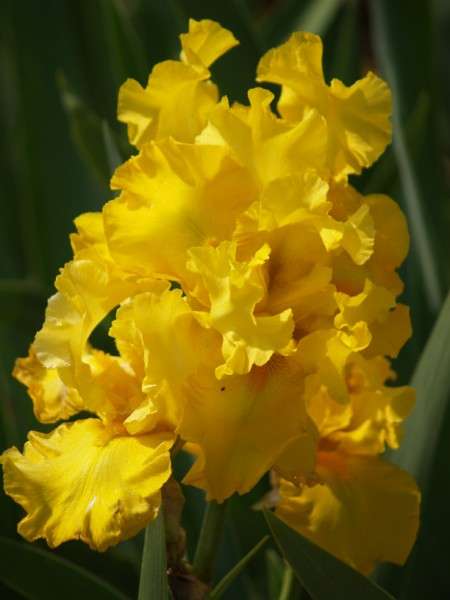 Iris Plants: 'SUNNY DELIGHT' - Huge, ruffled, sunshine yellow blooms.  **EYECATCHING!!**