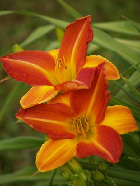 Daylily Plants: 'QUEEN OF HEARTS' - 2 Tone Warm Red/orange blooms.