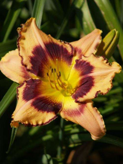 Daylily Plants: 'WHISTLER' mpl 85 -  Pink, burgundy eyezone & edge. Eyecatching!