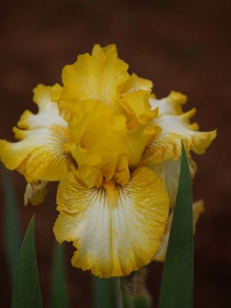 Iris Plants: 'MAY MELODY' - Ruffled golden yellow standards, veined white falls, yellow edging