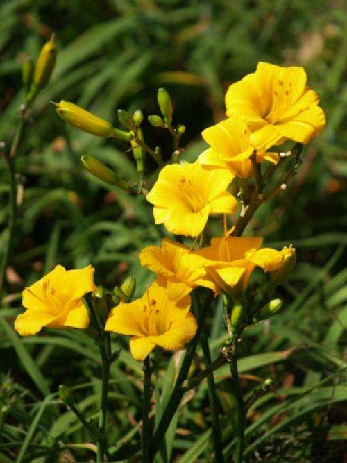 Daylily Plants: 'LITTLE PUMPKIN' - EXCELLENT for BORDERS! Dainty pumpkin yellow flowers, reblooming