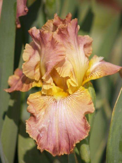 Iris Plants: 'DRURY LANE' -soft shades of pink and yellow