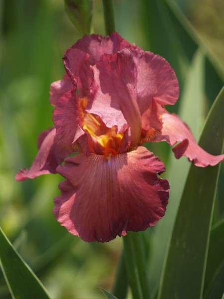 Iris Plants: LADY FRIEND - Tall, soft maroon, orange beard, strong grower