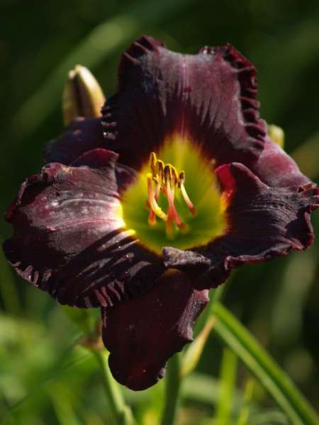 Daylily Plants: 'TOTAL ECLIPSE' - Black as you can get!