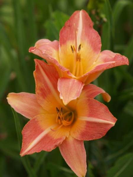 Daylily Plants: AISHA - STUNNING! Big flowers! Rich peach, with wide yellow throat