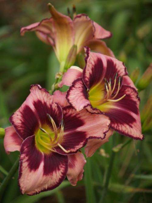 Daylily Plants: 'BIANDRE' -  Pink, outstanding berry edge & eyezone (very limited!)