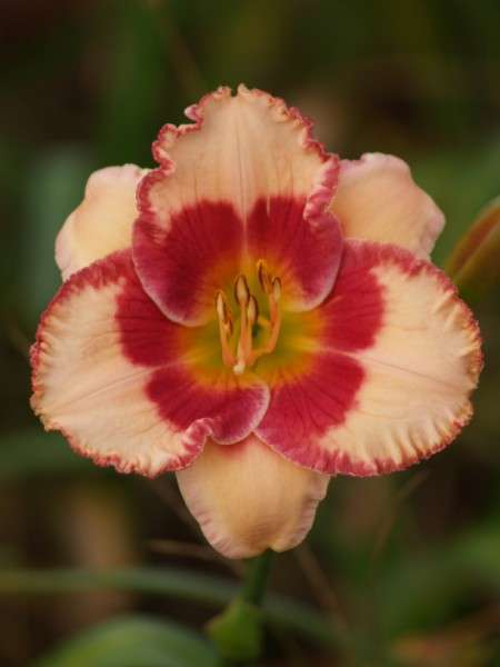 Daylily Plants: 'JAMAICAN MUSIC' - Baby pink, strawberry edge & eye -US$250 import  LIMITED -1 ONLY!