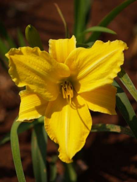 Daylily Plants: GOLD CUP -  HUGE! **Catch the sun this SUMMER 2014!!**
